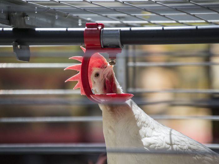 Chicken_DSC_6293