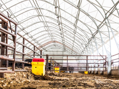 Calving Under Roof