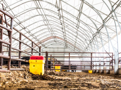 Calving Under Roof