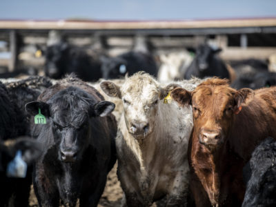 Feedlot_Cattle_April 2021_GAB_6761