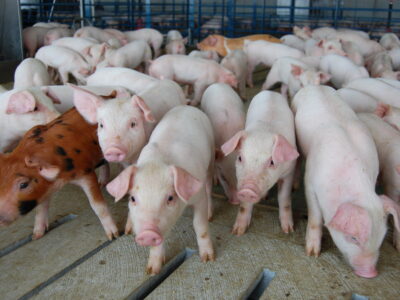 Curious group of pigs in Lynville barn