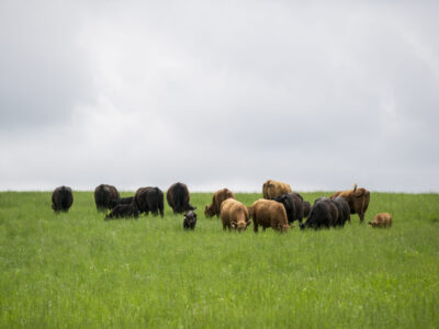 PlowmanCows_Pasture_DSC_4471