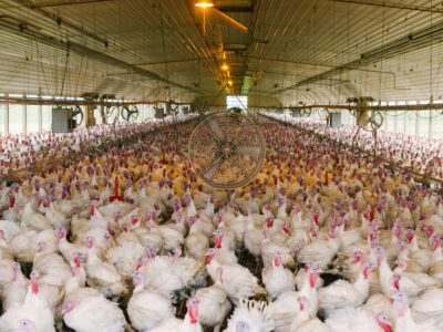 Turkey_AEP-110_Edit