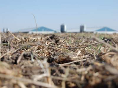Manure Incorporated into Soil